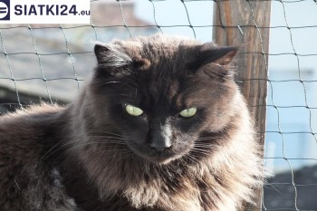Siatki Dębica - Zabezpieczenie balkonu siatką - Kocia siatka - bezpieczny kot dla terenów Dębicy